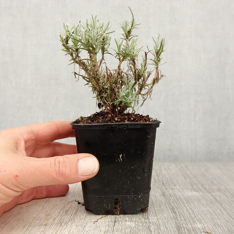 Spécimen de Helichrysum angustifolium Tall Curry - Plante curry Godet de 8/9 cm tel que livré au printemps