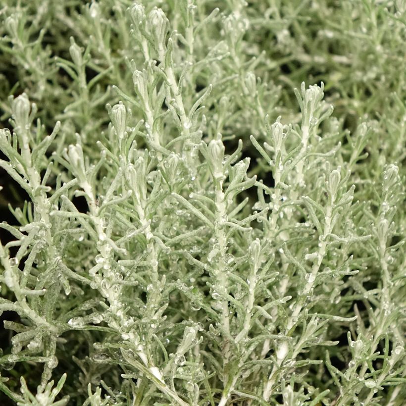 Helichrysum italicum Aladin - Plante curry (Foliage)