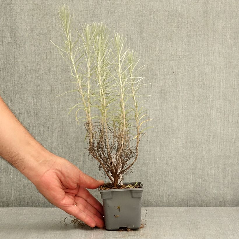 Spécimen de Helichrysum italicum subsp. serotinum - Plante curry Godet de 8/9 cm tel que livré en été