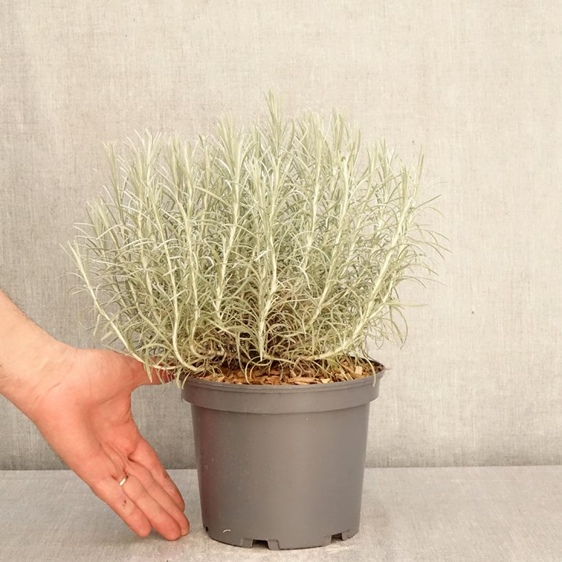 Spécimen de Helichrysum italicum subsp. serotinum - Plante curry Pot de 3L/4L tel que livré au printemps