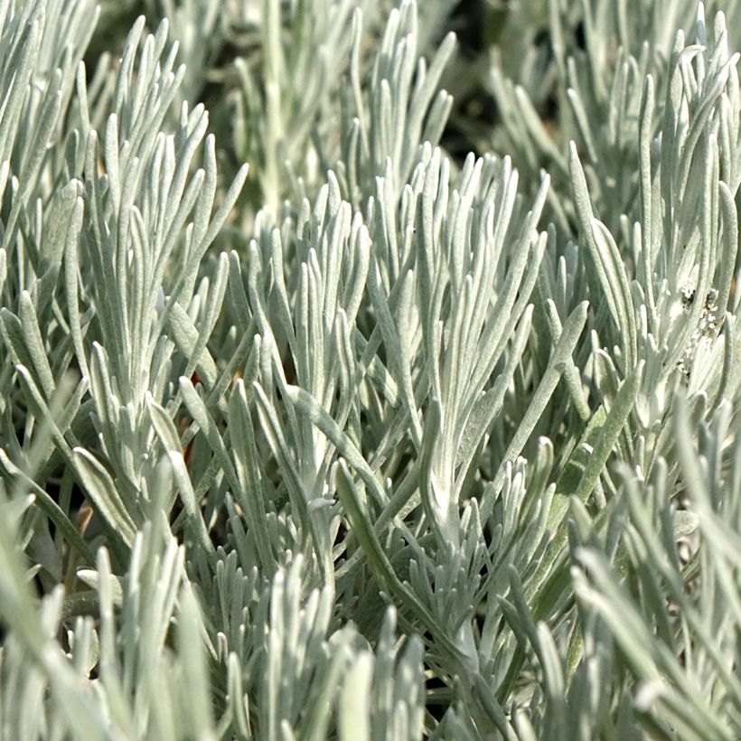 Helichrysum italicum Weisses Wunder - Immortelle d'Italie, plante curry (Feuillage)