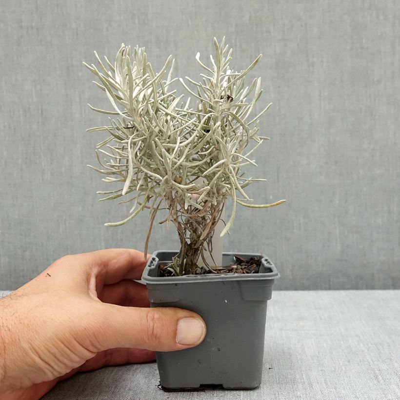 Spécimen de Helichrysum italicum Weisses Wunder - Immortelle d'Italie, plante curry Godet de 8/9 cm tel que livré en été