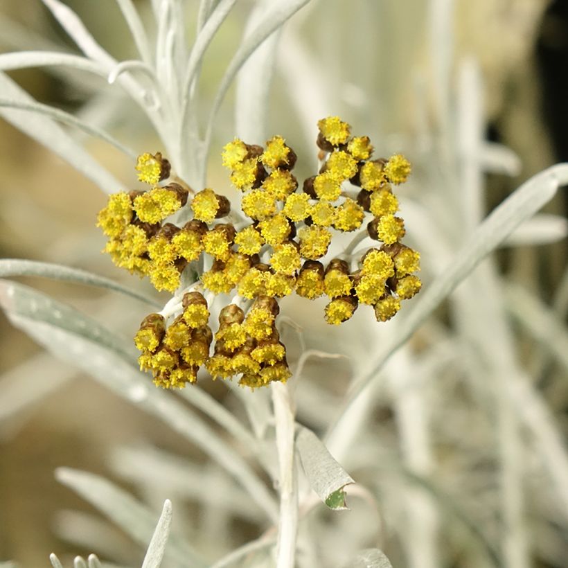 Helichrysum Korma - Immortelle d'Italie, plante curry (Floraison)