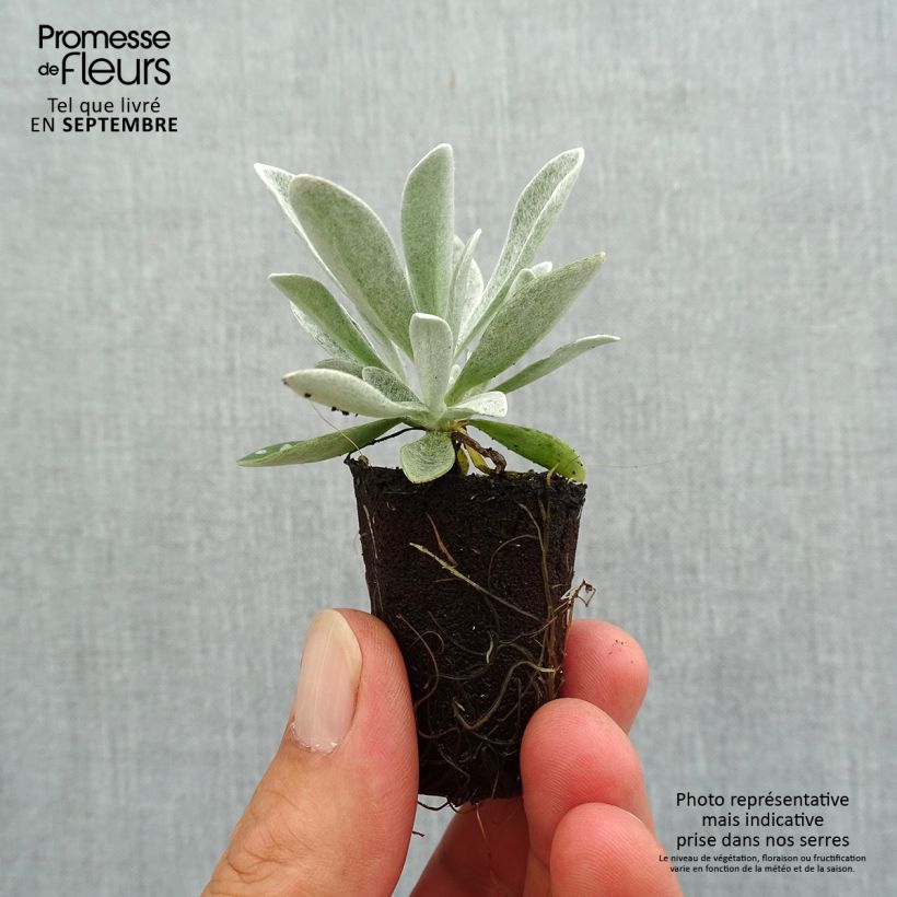 Spécimen de Helichrysum Red Jewel - Immortelle hybride Mini-motte Ø 3/4 cm tel que livré en automne