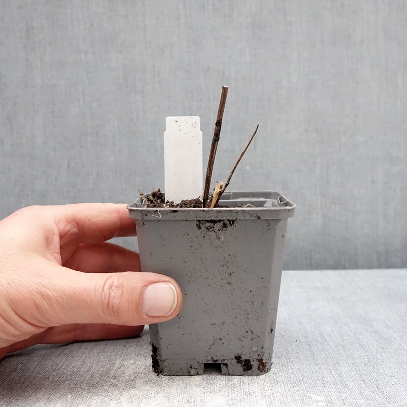 Spécimen de Heliopsis helianthoides Asahi - Héliopsis faux-héliante Godet de 8/9 cm tel que livré en hiver