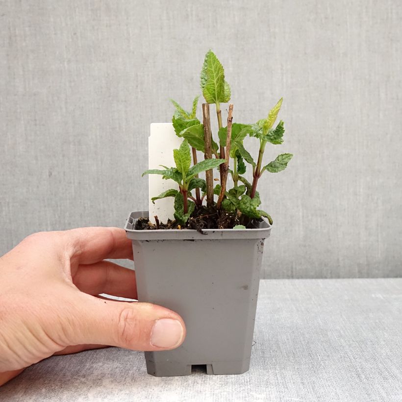 Spécimen de Heliopsis helianthoides Asahi - Héliopsis faux-héliante Godet de 8/9 cm tel que livré au printemps