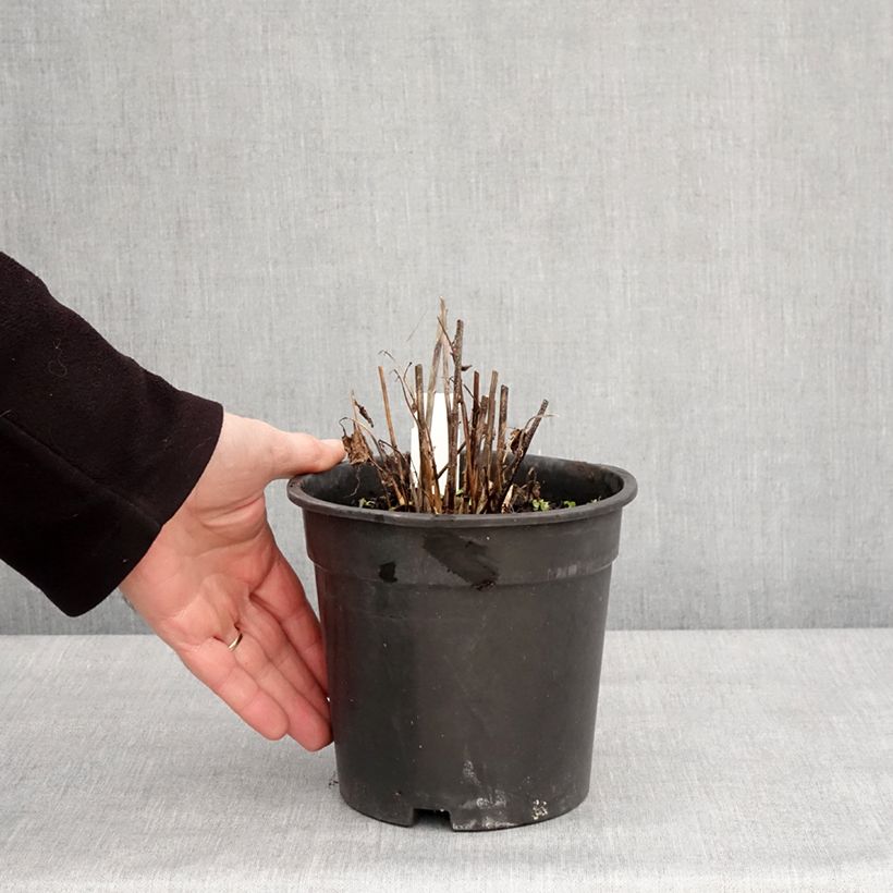 Spécimen de Heliopsis helianthoides Asahi - Héliopsis faux-héliante Pot de 2L/3L tel que livré en hiver