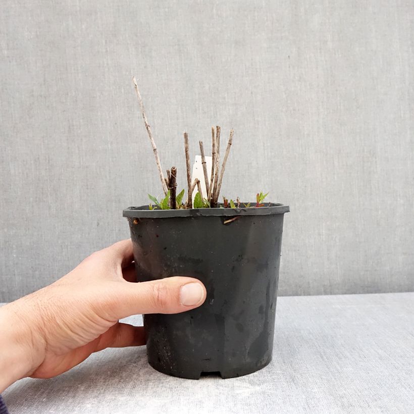 Spécimen de Heliopsis helianthoides Asahi - Héliopsis faux-héliante Pot de 2L/3L tel que livré au printemps