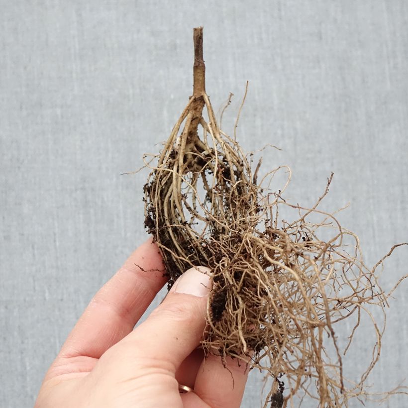 Spécimen de Heliopsis helianthoides Asahi - Héliopsis faux-héliante Racines nues, Qualité Extra équivalant à un pot de 2L tel que livré en hiver