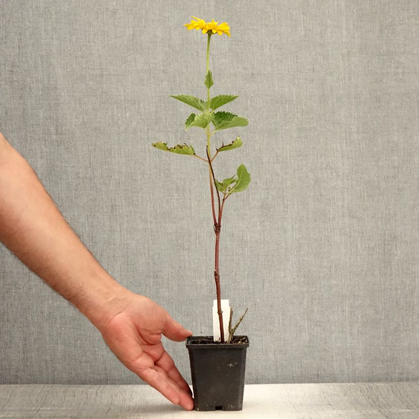 Spécimen de Heliopsis helianthoides Mars - Héliopsis faux hélianthe  Godet de 8/9 cm tel que livré en été
