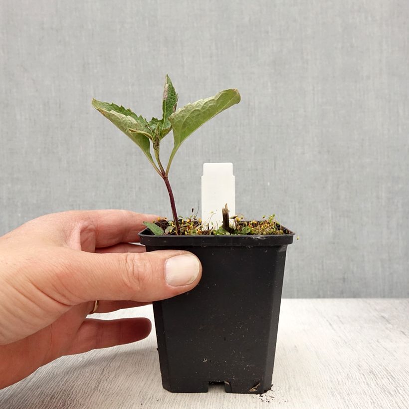 Spécimen de Heliopsis helianthoides Mars - Héliopsis faux hélianthe  Godet de 8/9 cm tel que livré au printemps