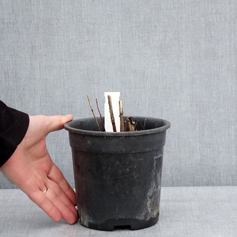 Spécimen de Heliopsis helianthoides Sparkling Contrast - Héliopsis faux-hélianthe Pot de 2L/3L tel que livré en hiver