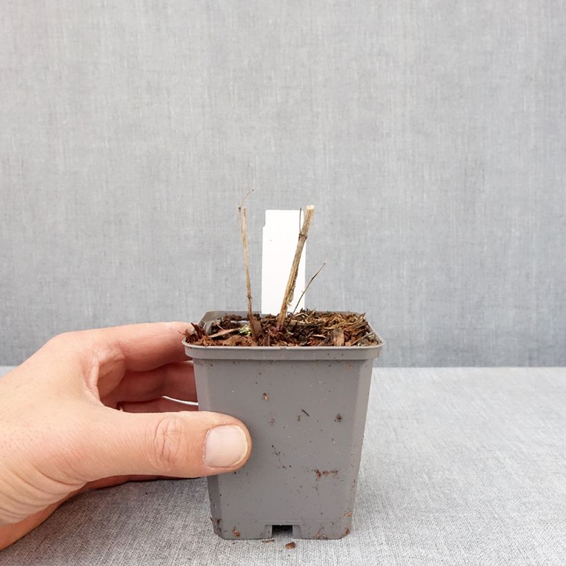 Spécimen de Heliopsis helianthoides var. scabra Fire Twister - Héliopsis faux-hélianthe Godet de 8/9 cm tel que livré au printemps