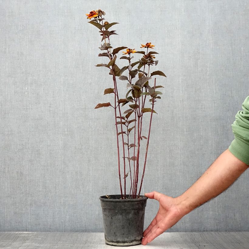 Spécimen de Heliopsis helianthoides var. scabra Fire Twister - Héliopsis faux-hélianthe Pot de 2L/3L tel que livré en été