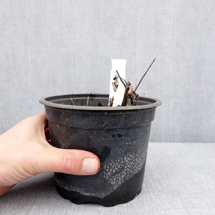 Spécimen de Heliopsis helianthoides var. scabra Fire Twister - Héliopsis faux-hélianthe Pot de 2L/3L tel que livré en hiver