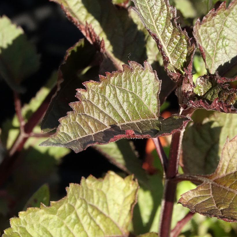 Heliopsis Punto Rosso (Feuillage)