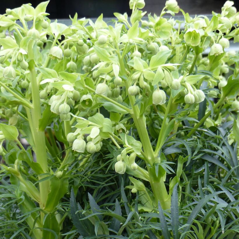 Hellébore foetidus Bowles Form (Plant habit)