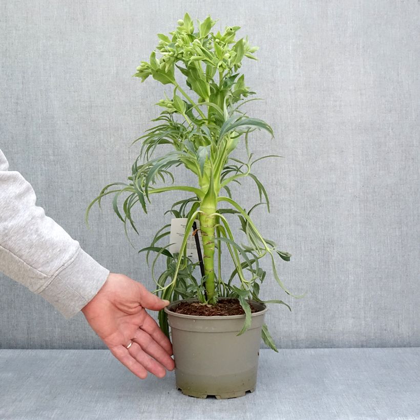 Example of Hellébore foetidus Bowles Form Pot de 1L/1,5L as you get in printemps