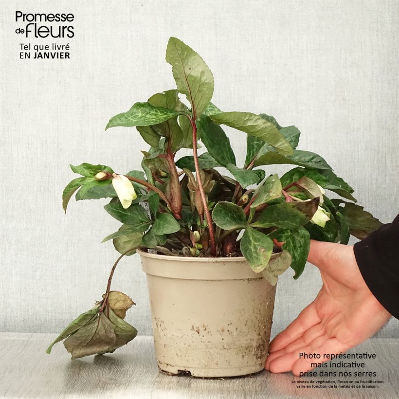 Spécimen de Hellébore HGC Ice n' Roses Milla Marble Pot de 2L/3L tel que livré en hiver