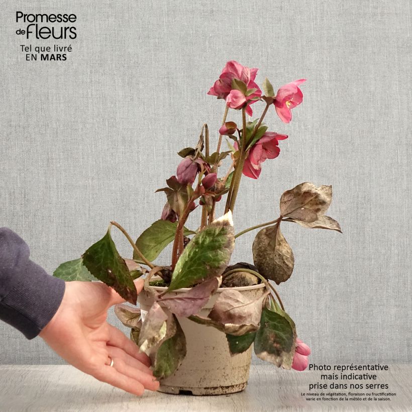 Spécimen de Hellébore HGC Ice n' Roses Mindy Marble Pot de 2L/3L tel que livré au printemps