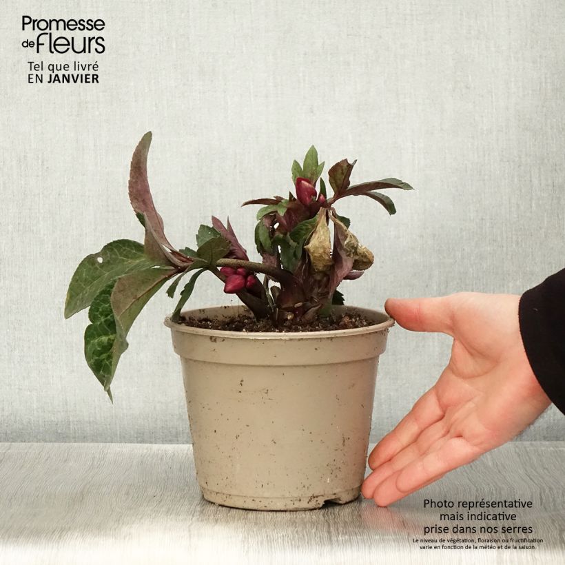 Spécimen de Hellébore HGC Ice n' Roses Mona Marble Pot de 2L/3L tel que livré en hiver