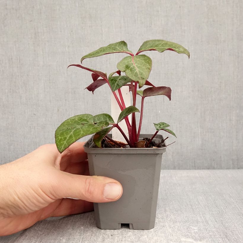 Spécimen de Hellebore lividus Godet de 8/9 cm tel que livré en hiver