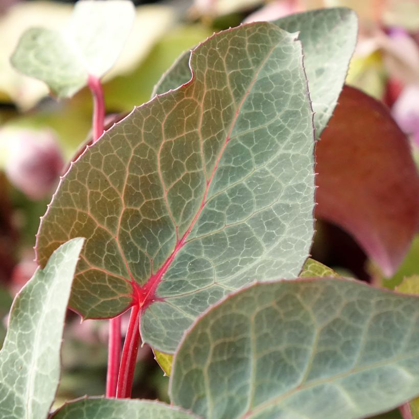 Hellebore lividus (Feuillage)