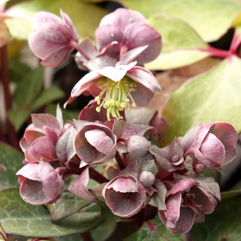Hellebore lividus (Floraison)