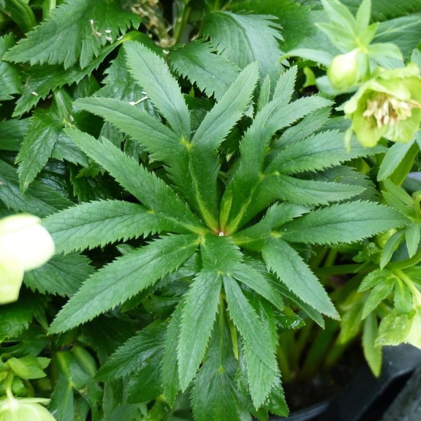 Hellébore multifidus bocconei (Foliage)
