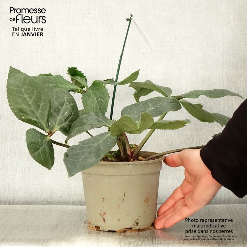 Spécimen de Hellébore oriental ViV Bianca Pot de 2L/3L tel que livré en hiver