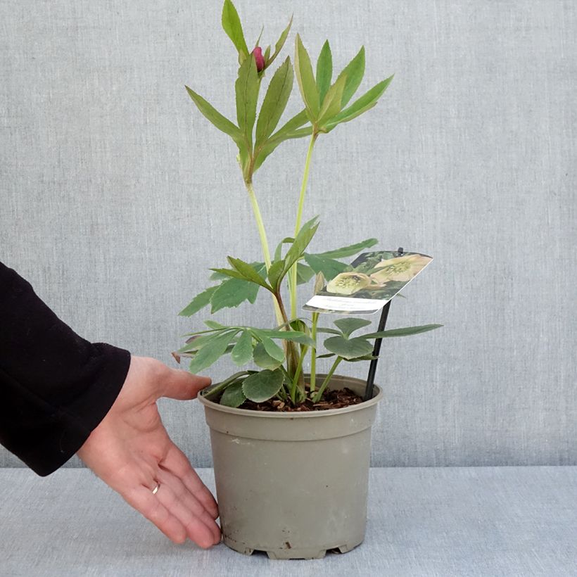 Spécimen de Hellébore orientale Abricot Pot de 2L/3L tel que livré au printemps