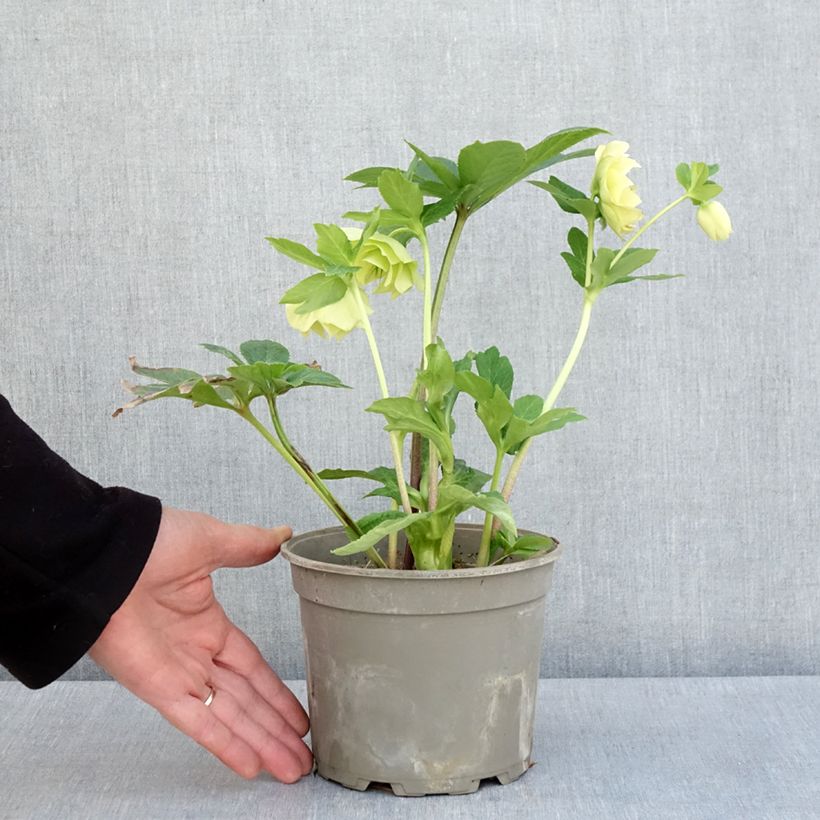 Spécimen de Hellébore orientale Anémone Jaune Pot de 2L/3L tel que livré au printemps