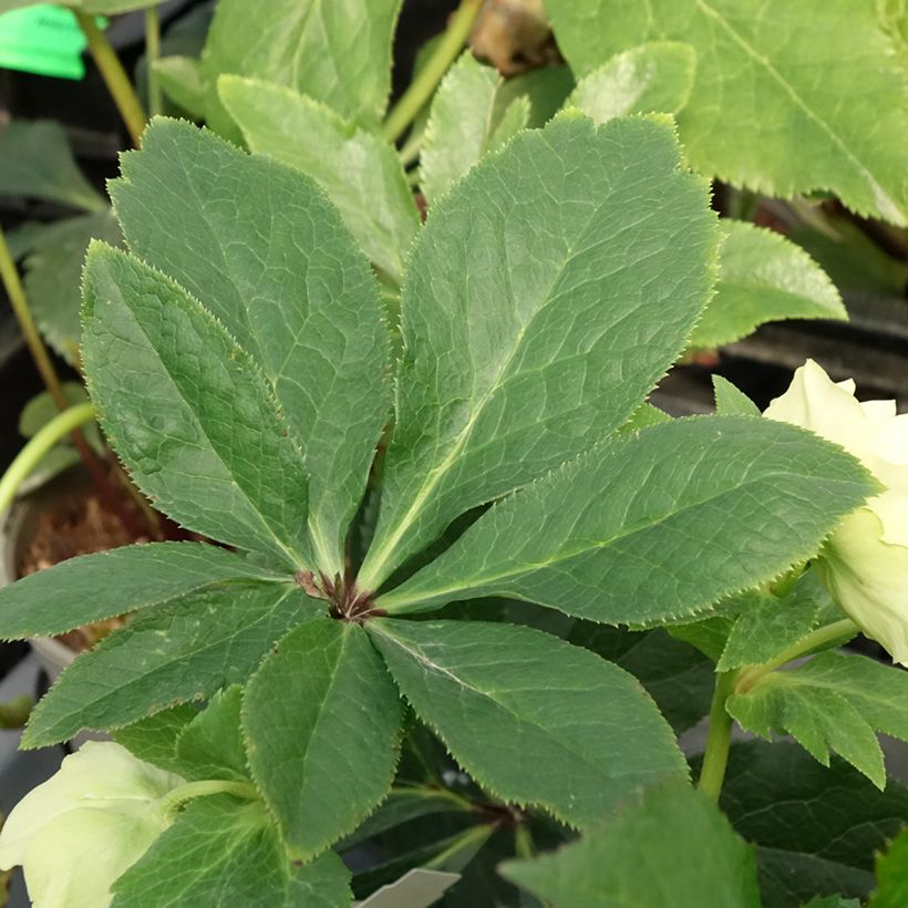 Hellébore orientale Anémone Jaune (Feuillage)