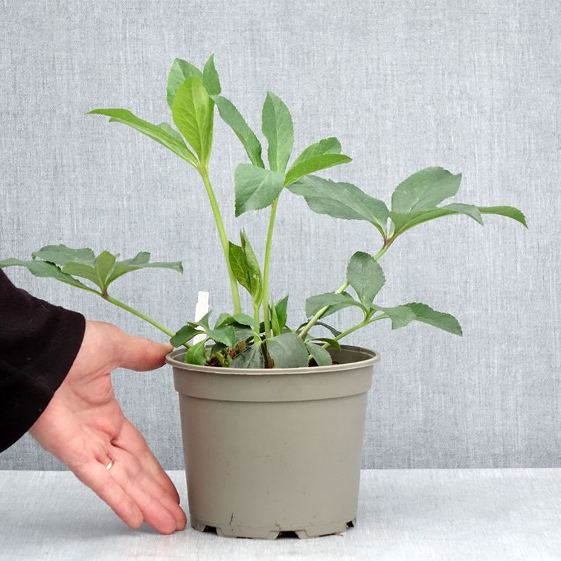 Spécimen de Hellébore orientale Anémone Picotee Pot de 2L/3L tel que livré au printemps