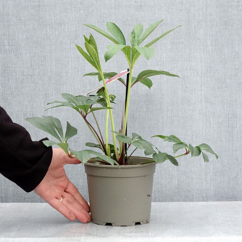 Spécimen de Hellébore orientale Anémone Rouge Pot de 2L/3L tel que livré au printemps