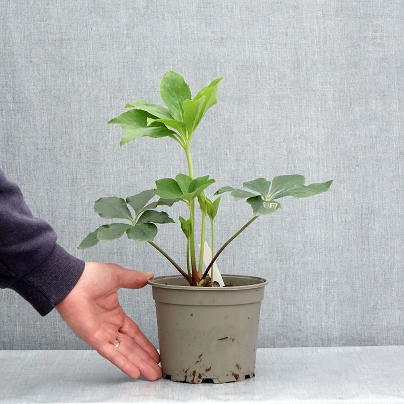 Example of Hellébore orientale Anémone Verte Pot de 2L/3L as you get in printemps