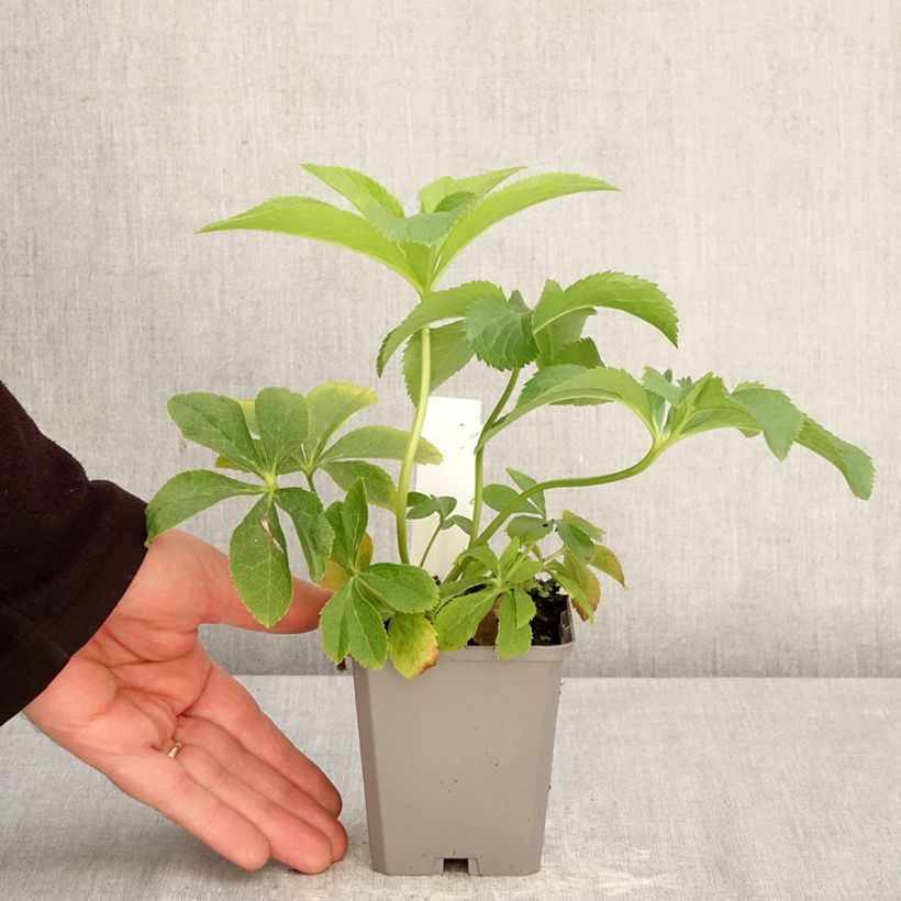 Spécimen de Hellébore orientale Aubergine liseré Godet de 8/9 cm tel que livré au printemps