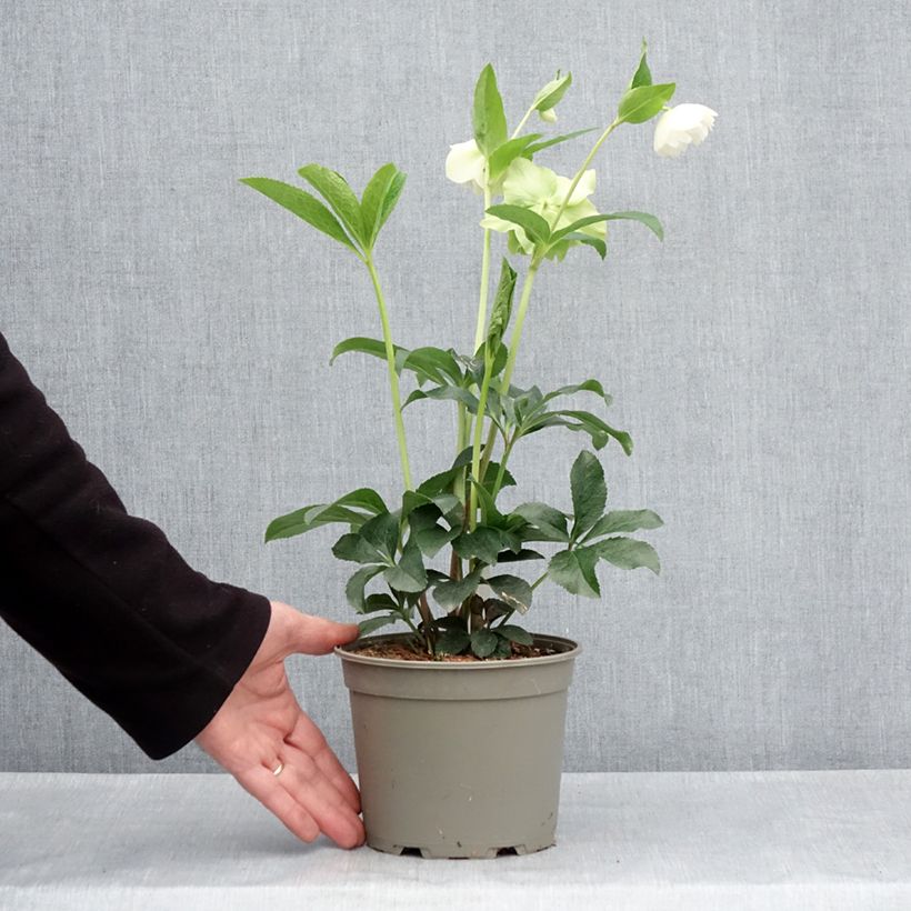 Spécimen de Hellébore orientale Double Blanc Pot de 2L/3L tel que livré au printemps