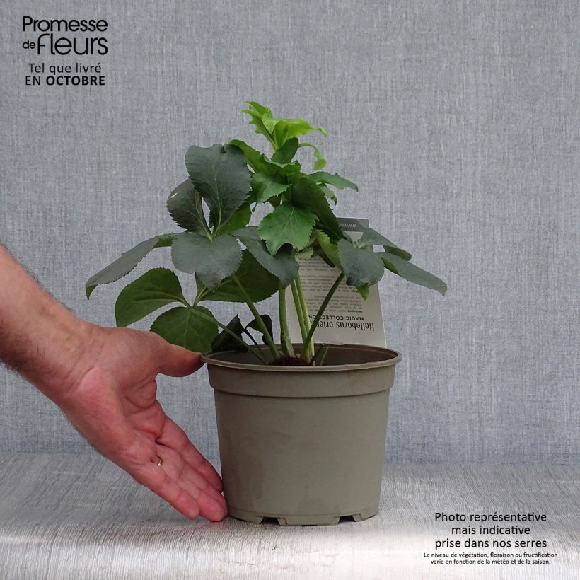 Spécimen de Hellébore orientale Double Picotée Pot de 2L/3L tel que livré en automne