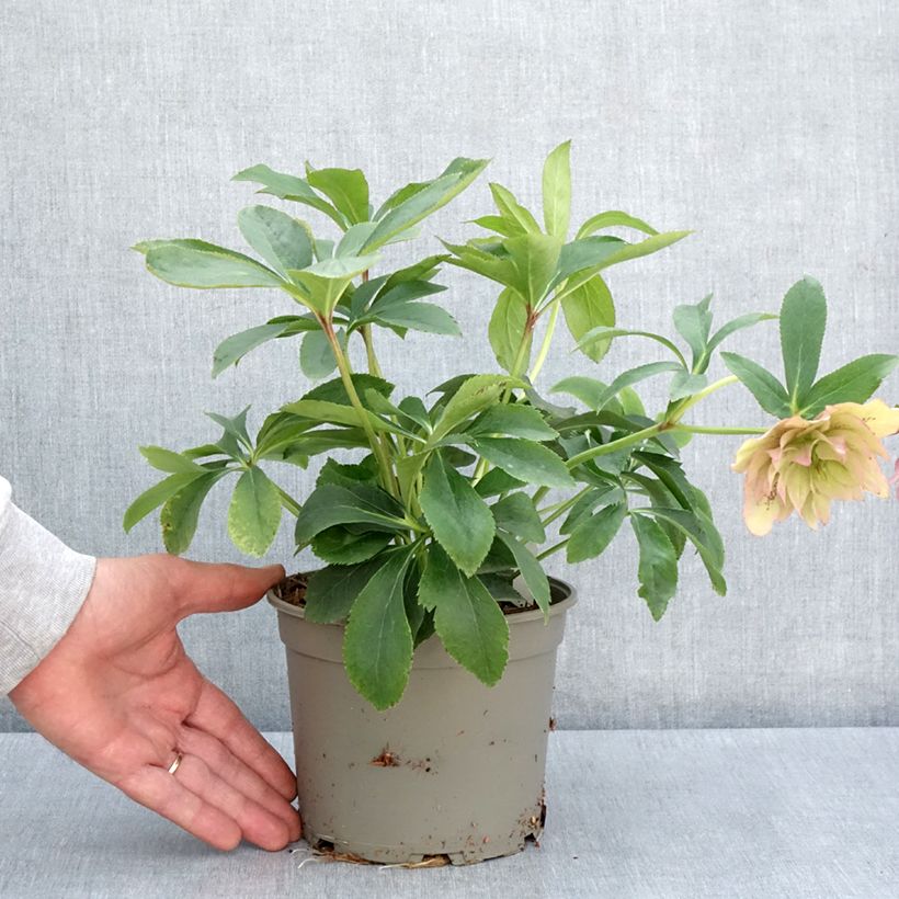 Spécimen de Hellébore orientale Double Rose Pot de 2L/3L tel que livré au printemps