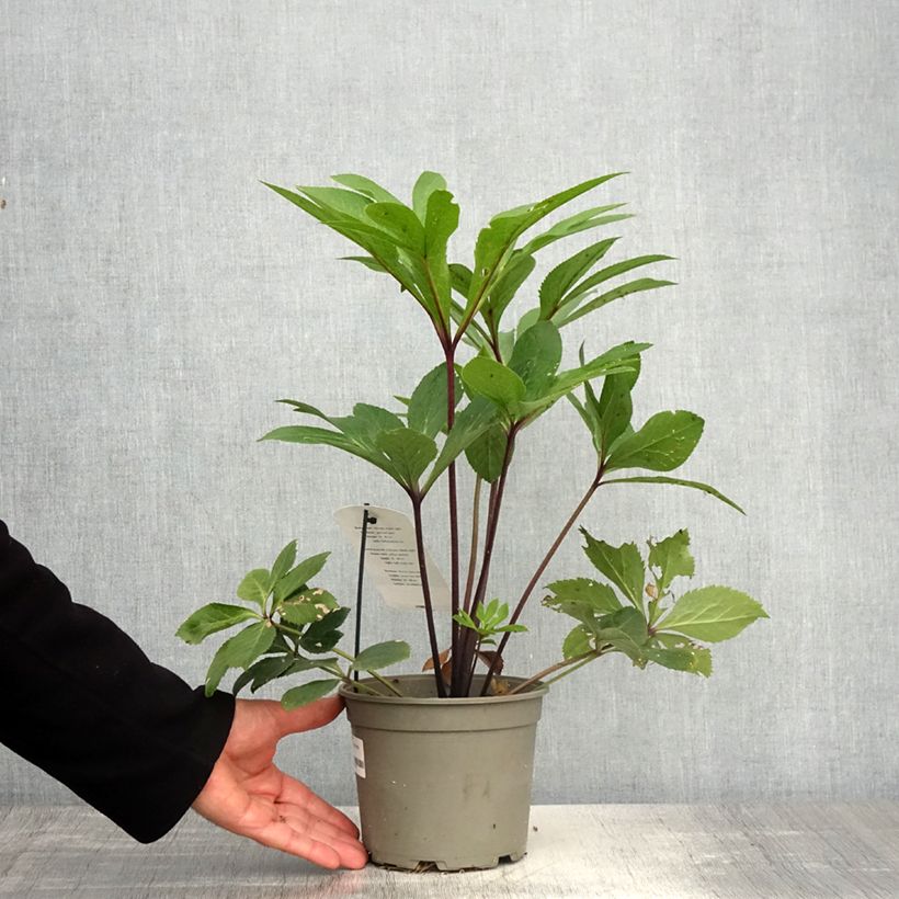 Spécimen de Hellébore orientale Jaune guttatus Pot de 2L/3L tel que livré au printemps