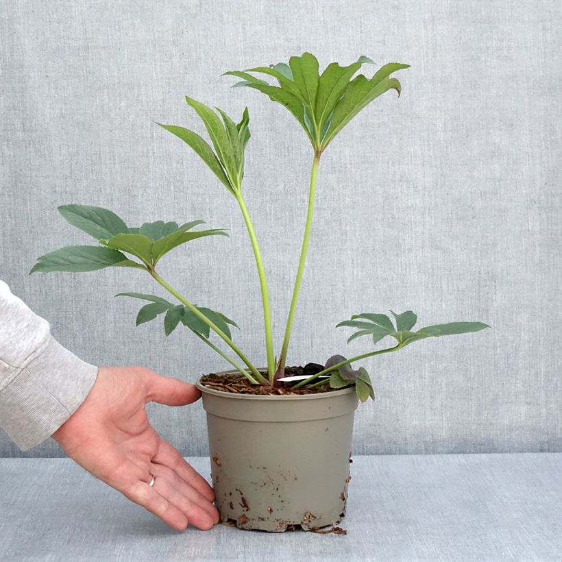Spécimen de Hellébore orientale Magic Abricot guttatus Pot de 2L/3L tel que livré au printemps