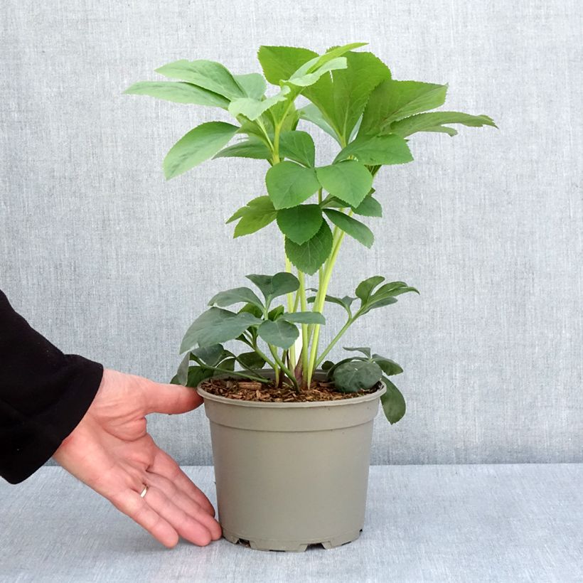 Example of Hellébore orientale Pêche à centre rouge Pot de 2L/3L as you get in printemps