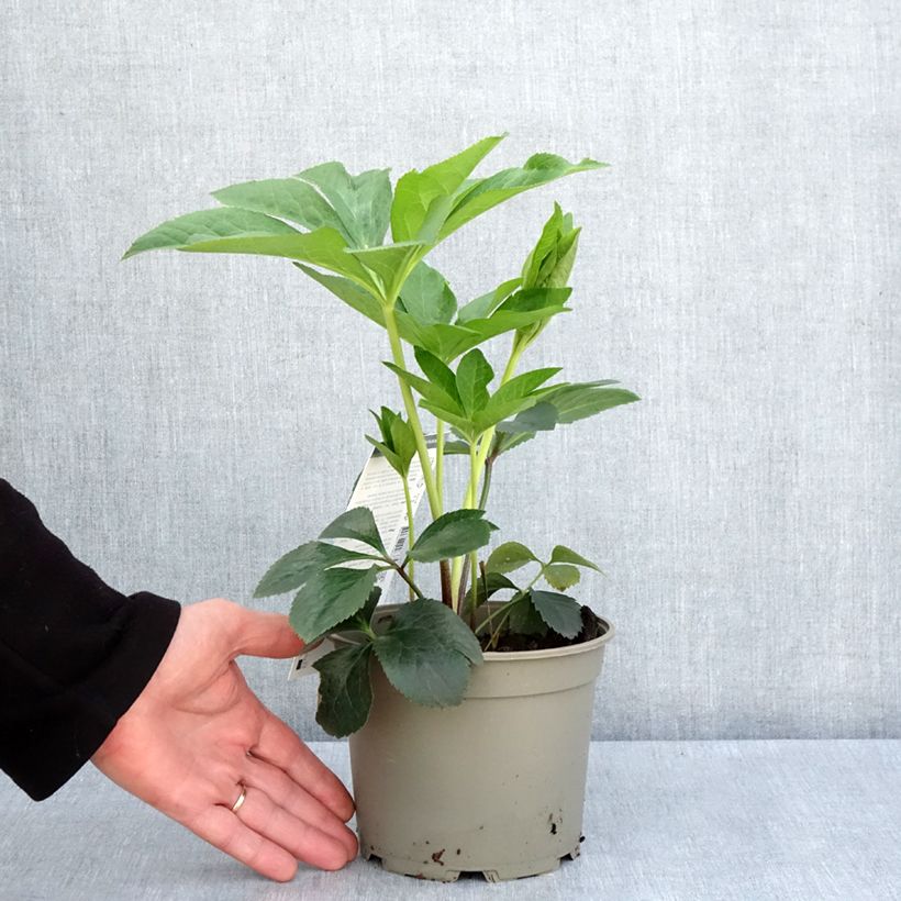 Example of Hellébore orientale Picotee Pot de 2L/3L as you get in printemps