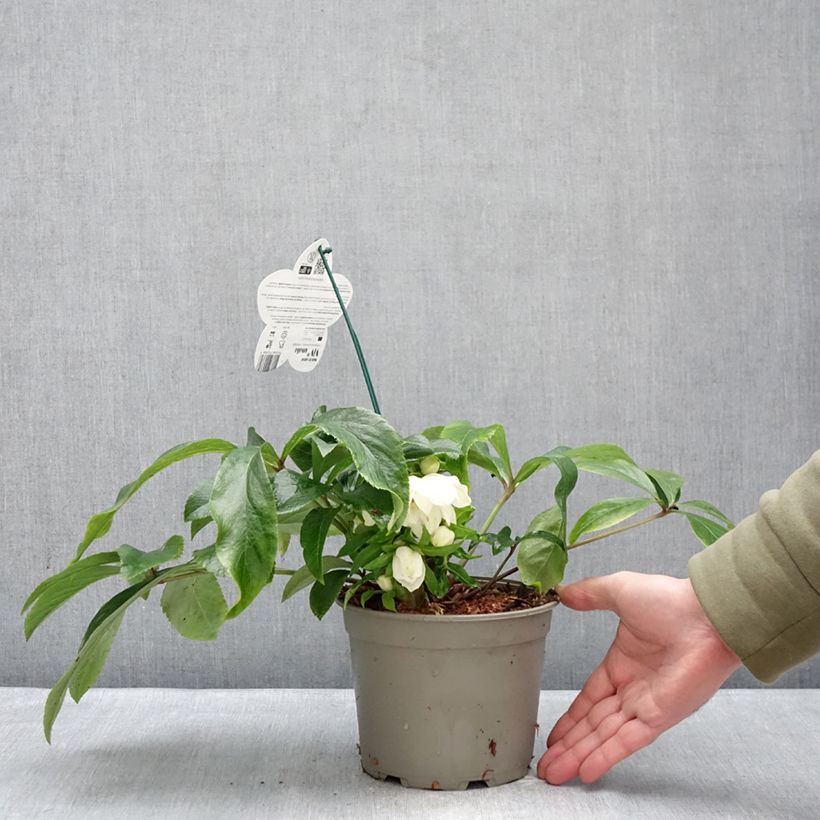 Spécimen de Hellébore orientale ViV Amalia Pot de 2L/3L tel que livré en hiver