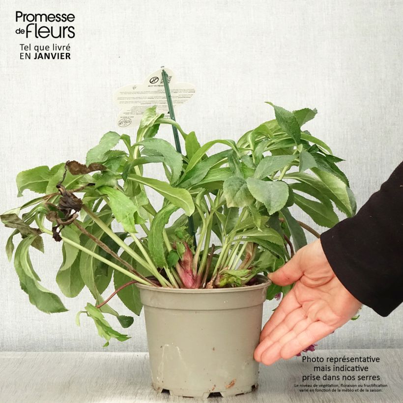 Spécimen de Hellébore orientale ViV Ariana Pot de 2L/3L tel que livré en hiver