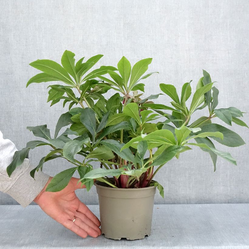 Spécimen de Hellébore orientale ViV Carlotta Pot de 2L/3L tel que livré au printemps