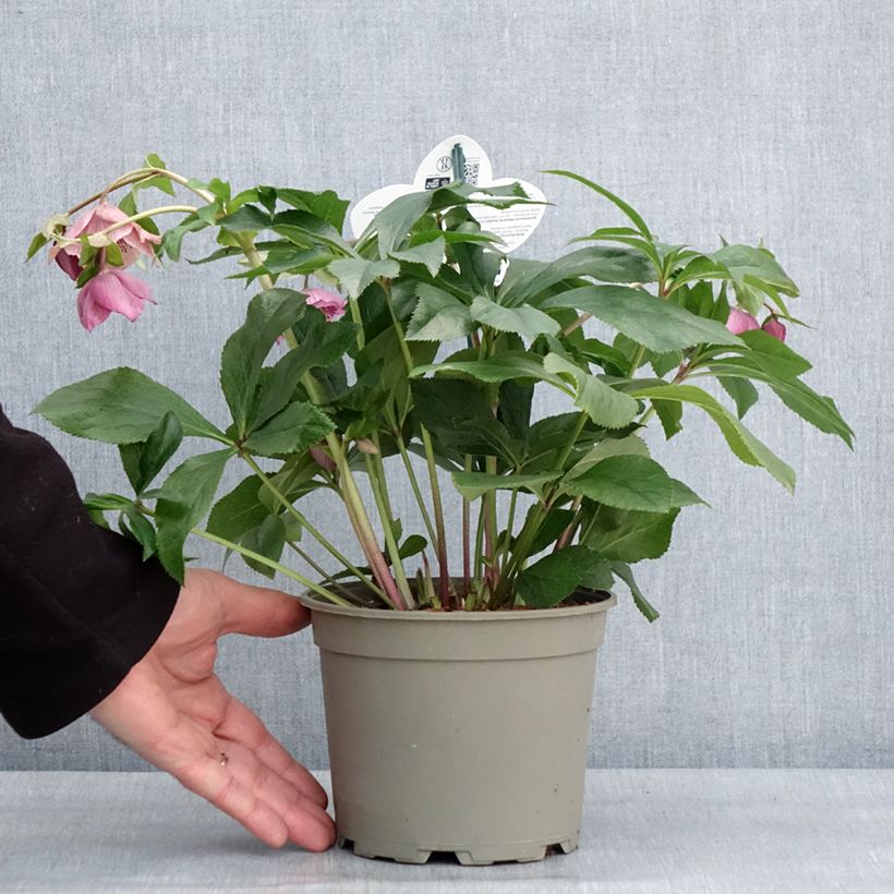 Spécimen de Hellébore orientale ViV Celestina Pot de 2L/3L tel que livré en hiver