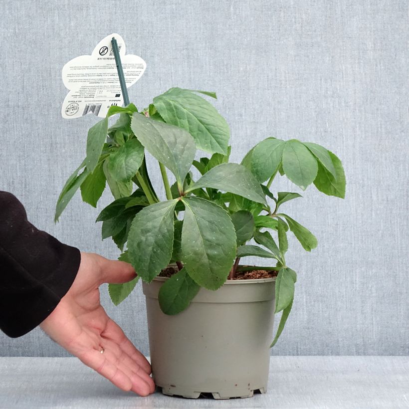Spécimen de Hellébore orientale ViV Cinzia Pot de 2L/3L tel que livré en hiver