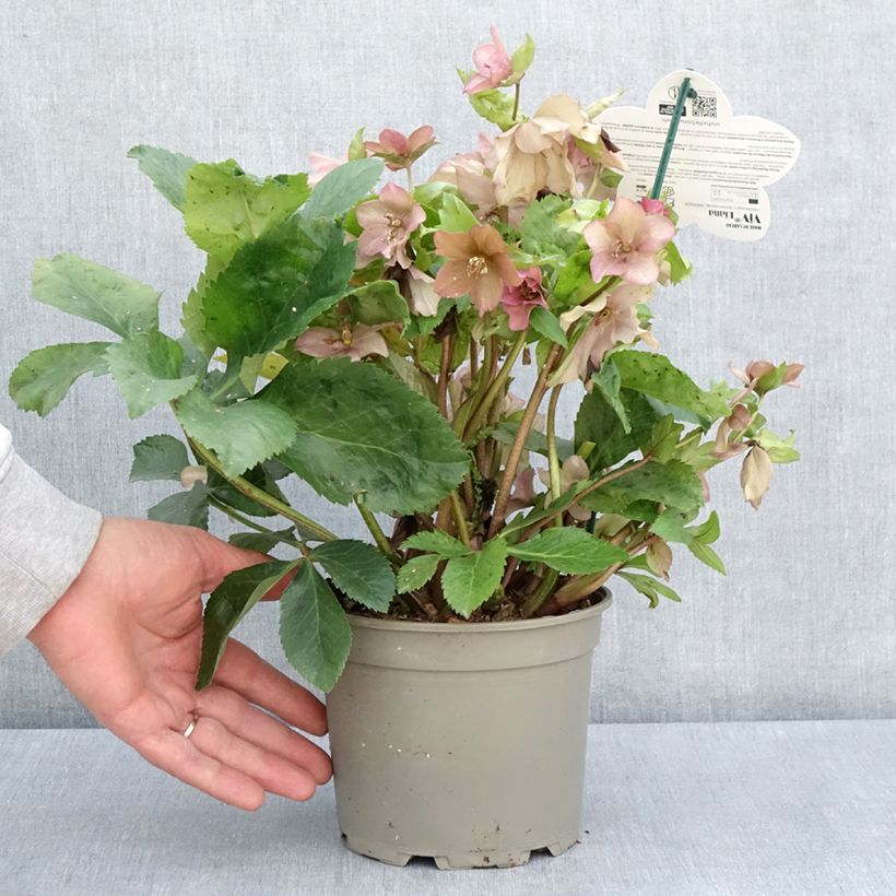Spécimen de Hellebore orientale ViV Diana Pot de 2L/3L tel que livré au printemps